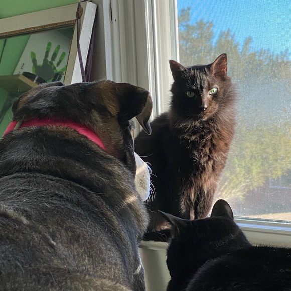 Meet your Posher, Liz - Picture 3 of 4